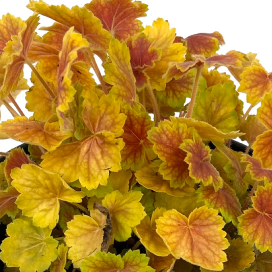 Heuchera Northern Exposure Sienna