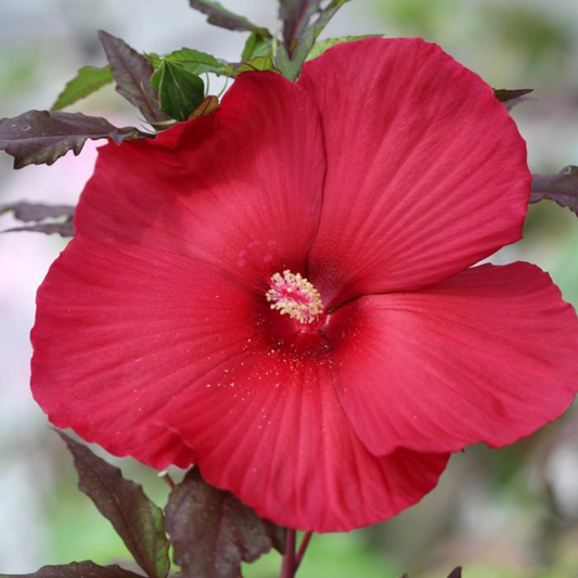 Hibiscus moscheutos Flemings Moulin Rouge
