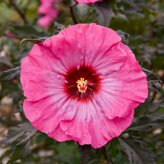 Hibiscus Flemings Plum Crazy