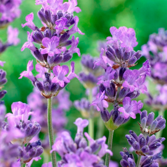 Lavandula angustifolia Lady
