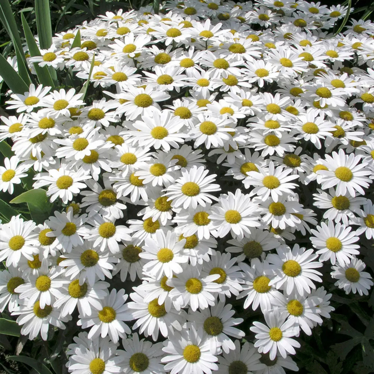 Leucanthemum superbum Snow Lady