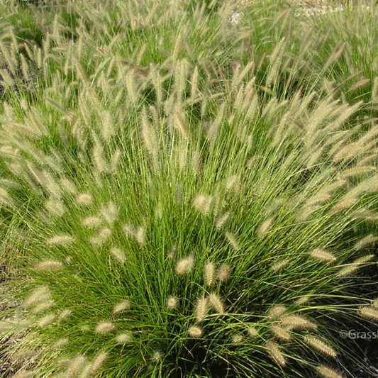 Hameln Dwarf Fountain Grass