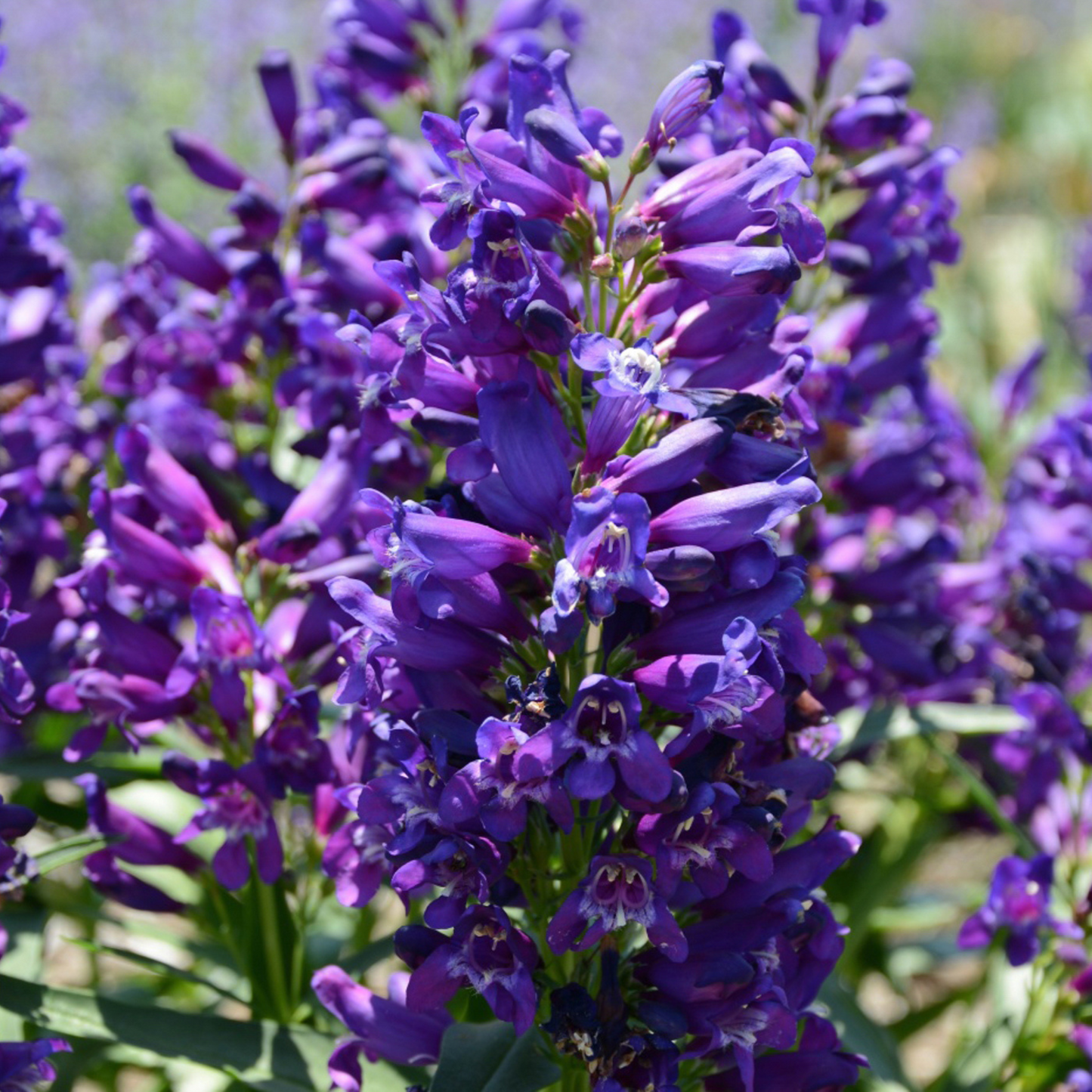 Penstemon barbatus Rock Candy Purple