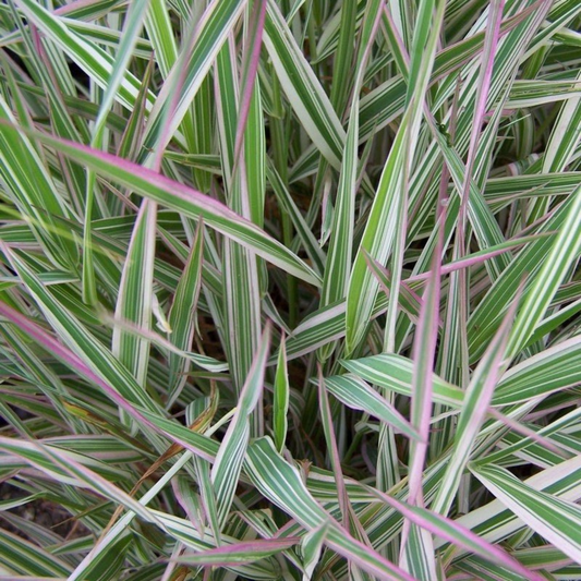 Phalaris Strawberries & Cream Grass