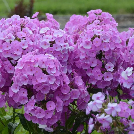 Phlox paniculata Fashionably Early Flamingo