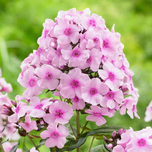 Phlox paniculata Bright Eyes