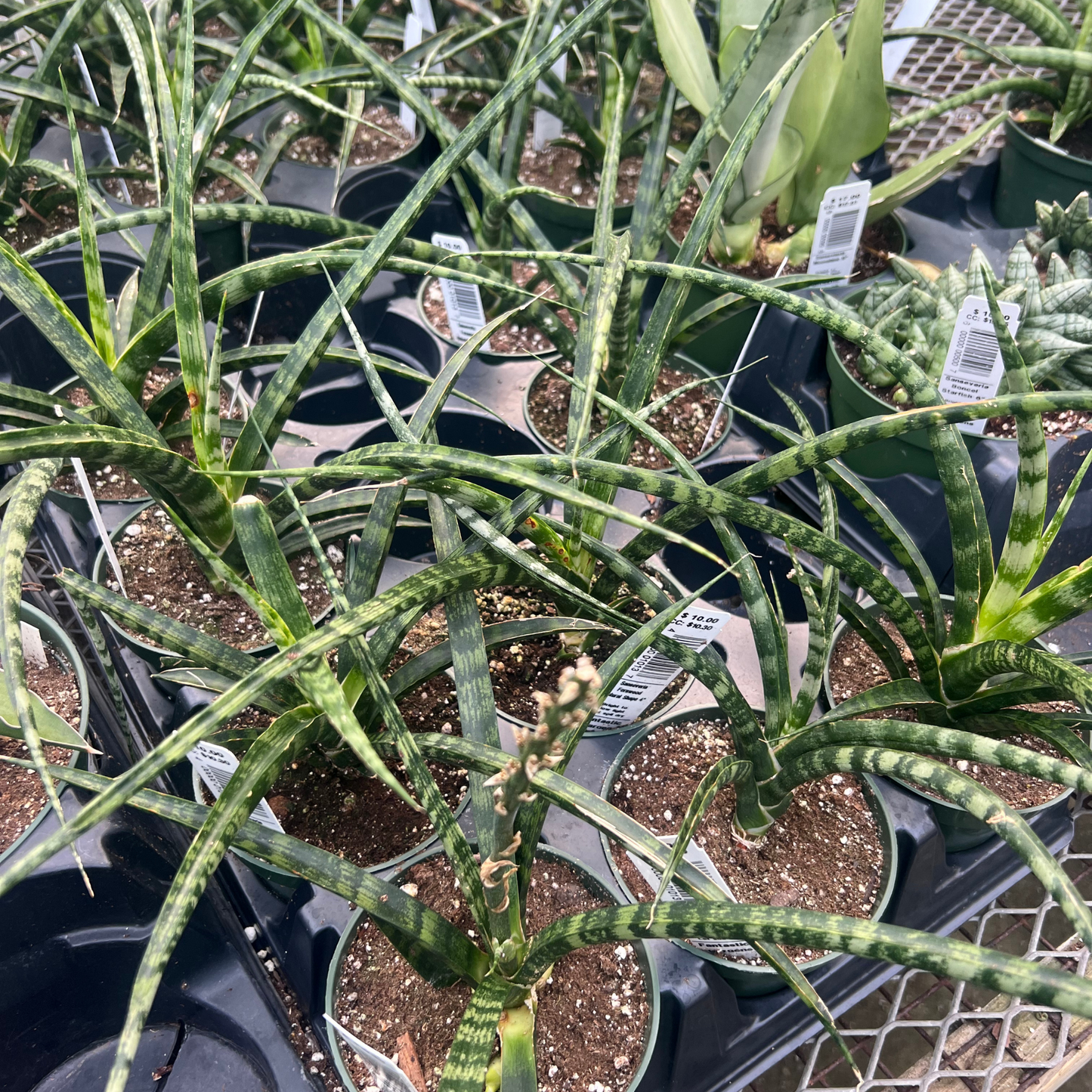 Sansevieria 'Fernwood'