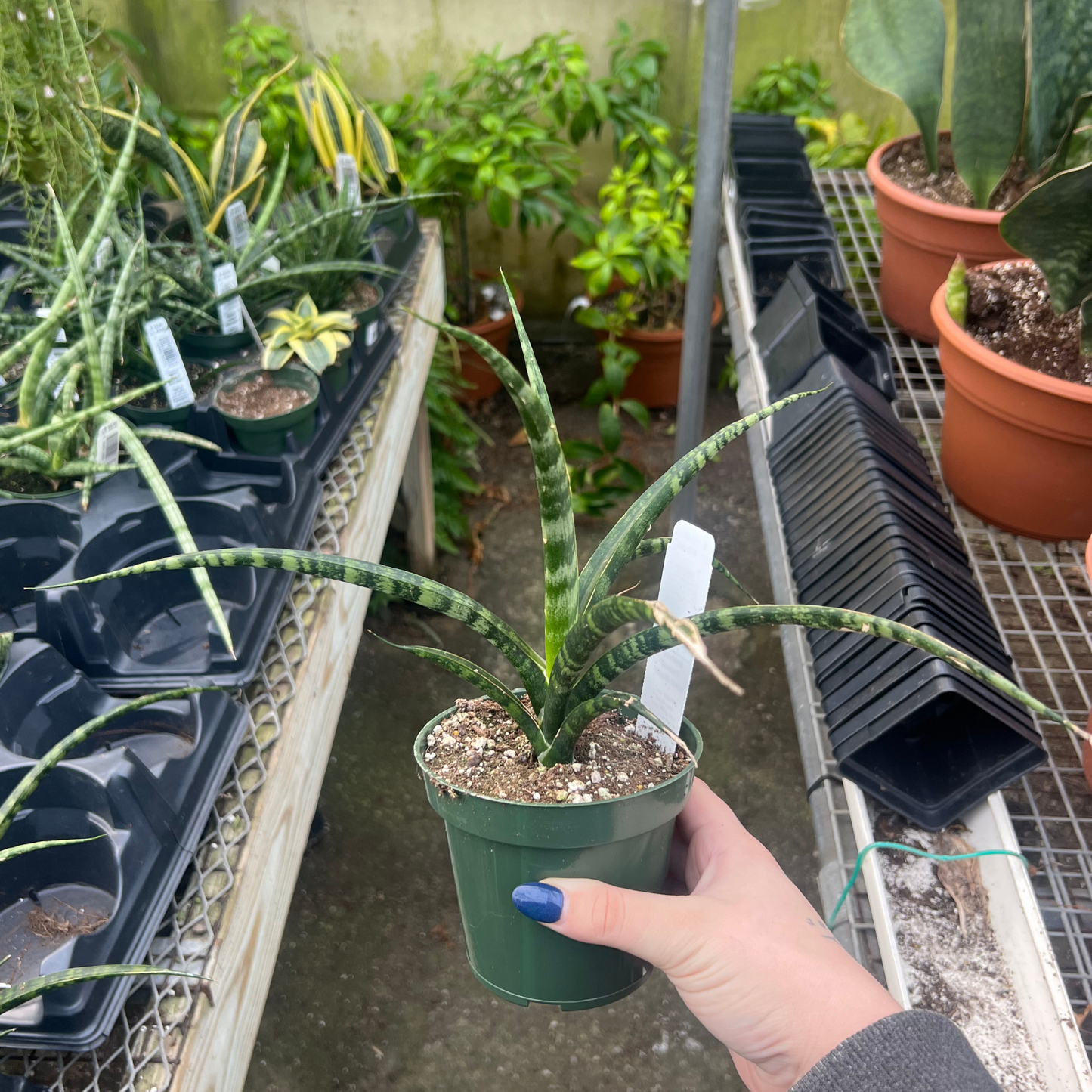 Sansevieria 'Fernwood'