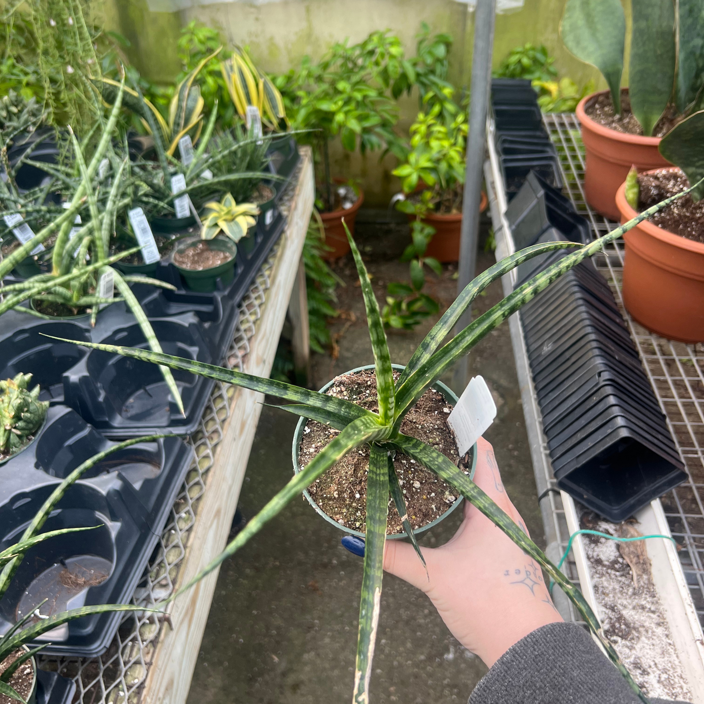 Sansevieria 'Fernwood'