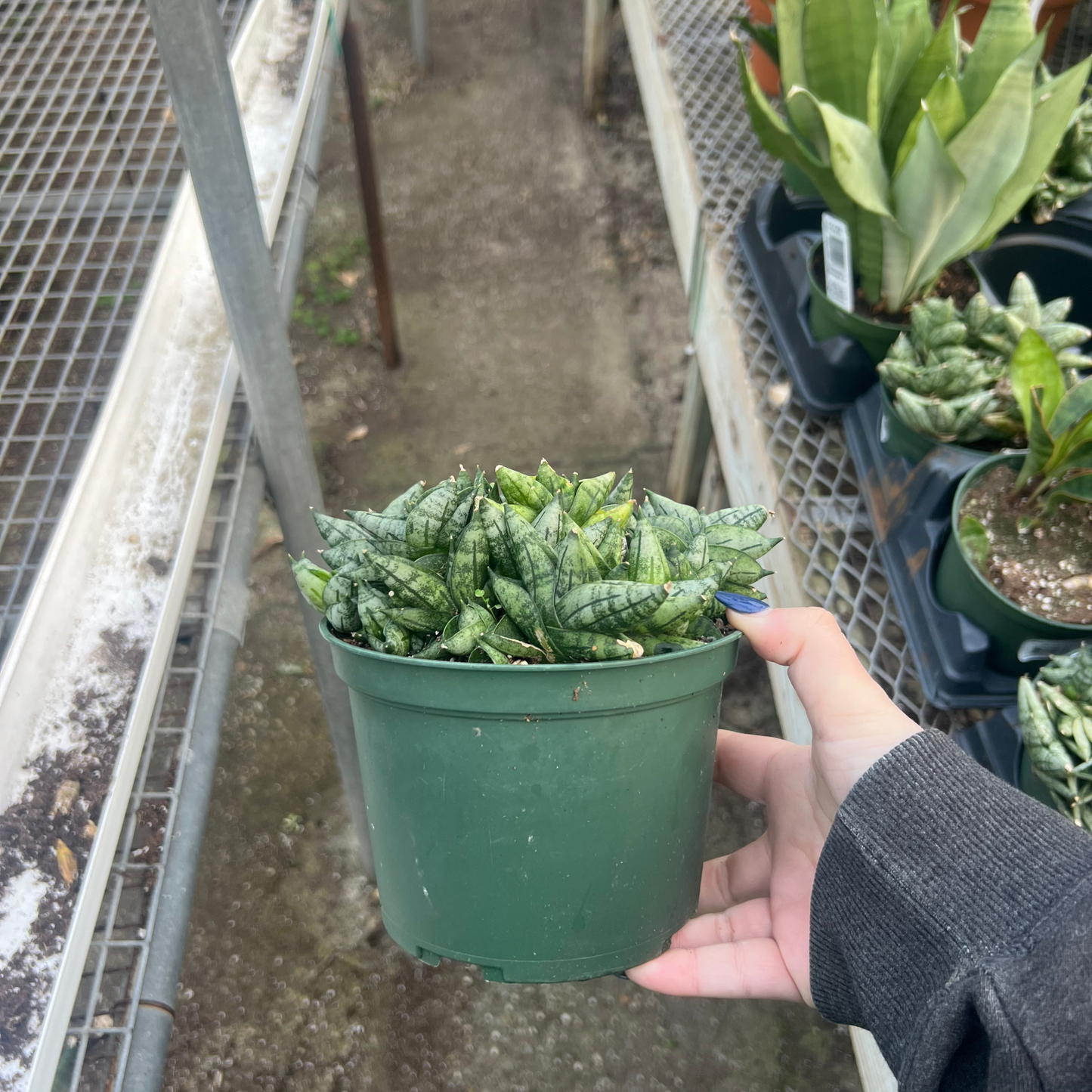 sansevieria boncel mini Sansevieria cylindrica 'Dwarf Boncel' – Fantastic Gardens