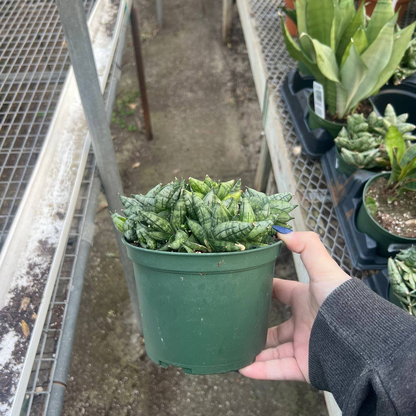 Sansevieria cylindrica 'Dwarf Boncel'