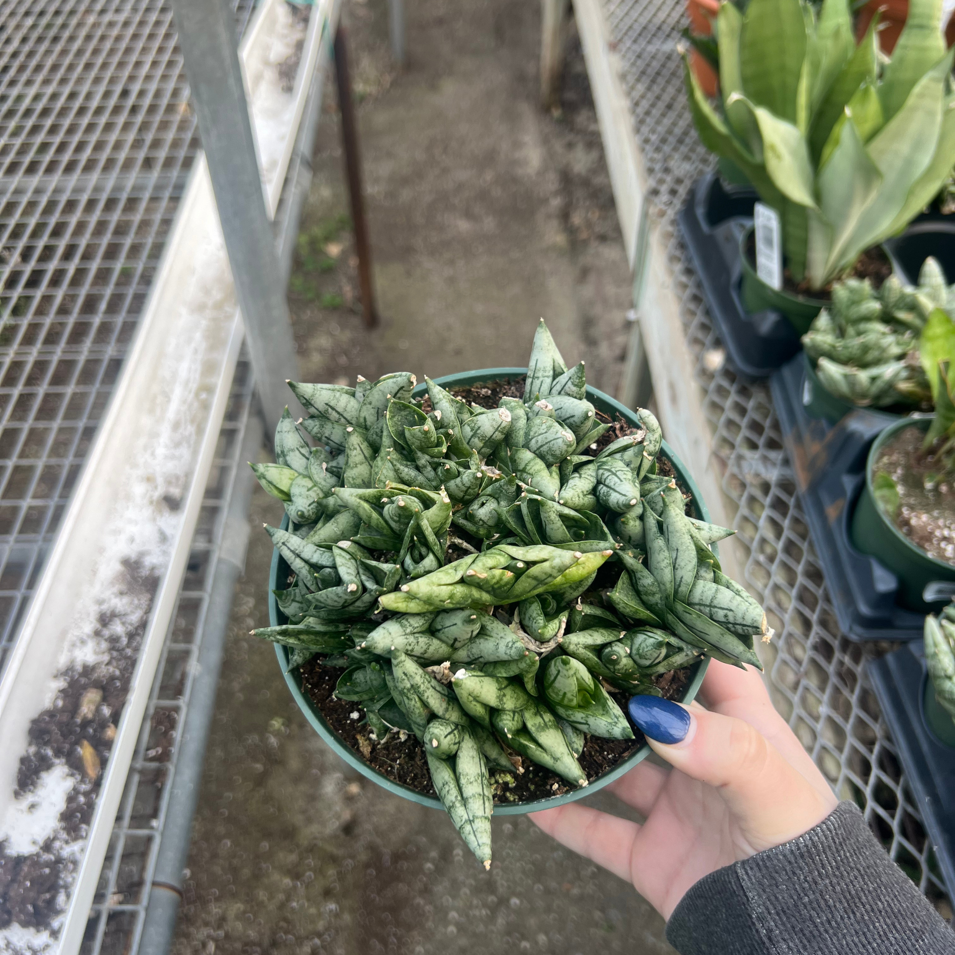 sansevieria boncel fingers Sansevieria cylindrica 'Dwarf Boncel' – Fantastic Gardens