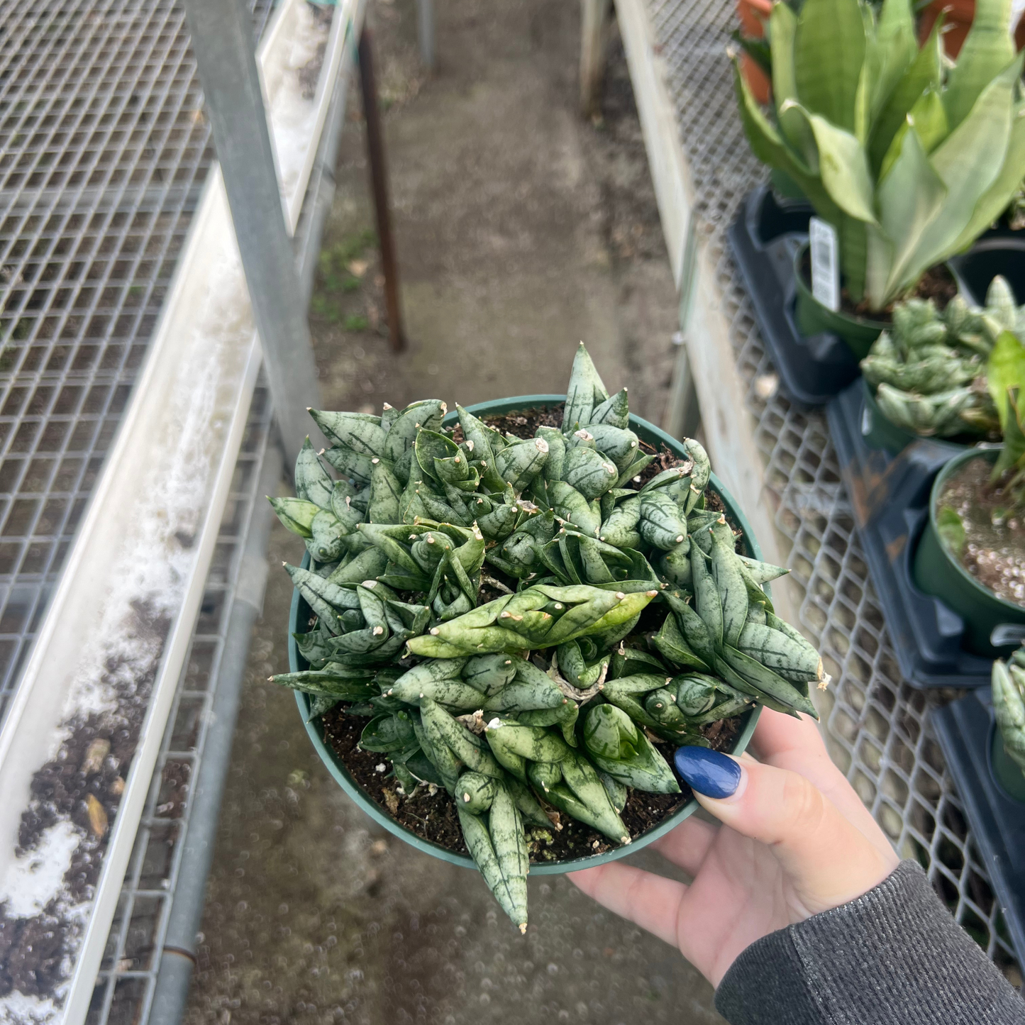 Sansevieria cylindrica 'Dwarf Boncel'