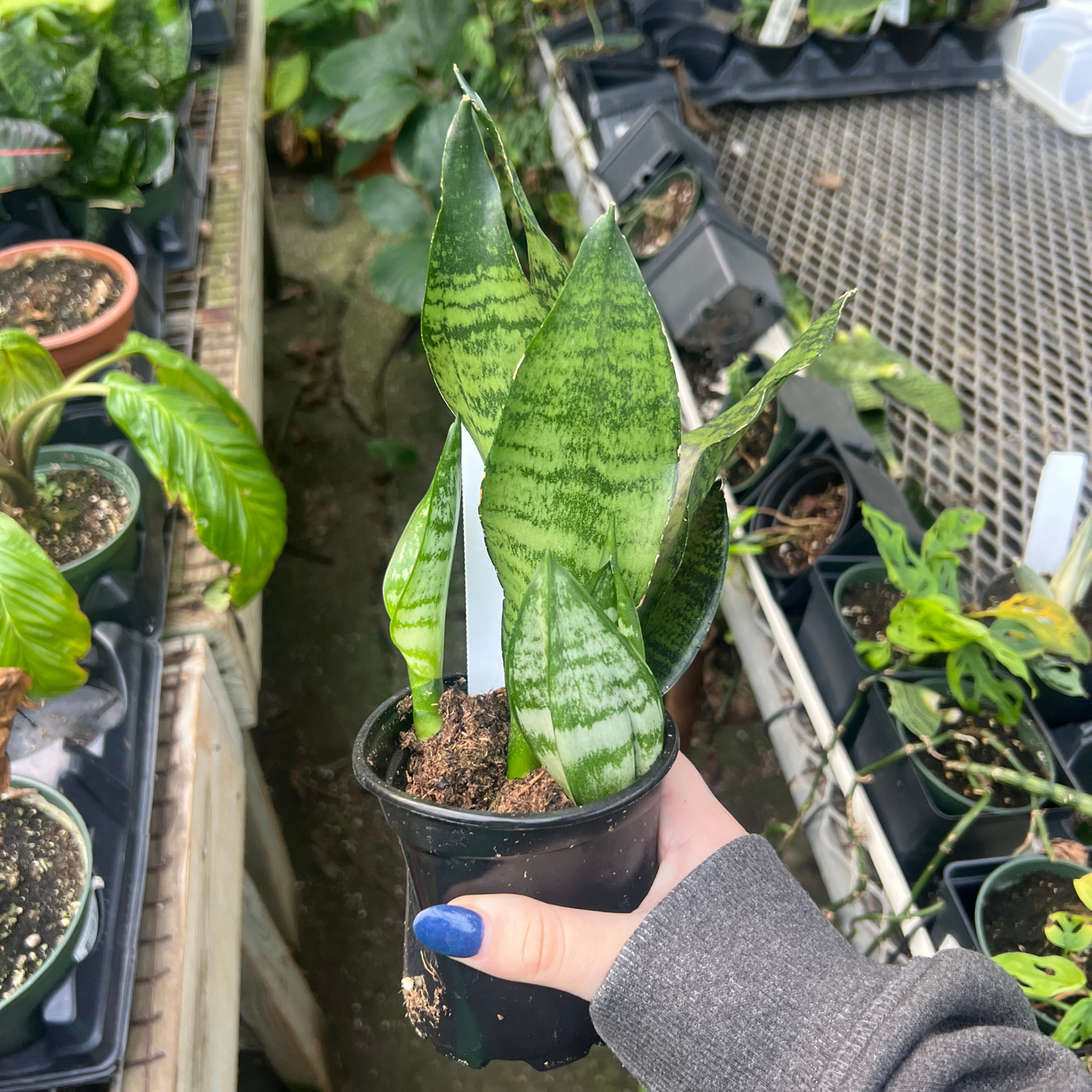 Sansevieria Robusta