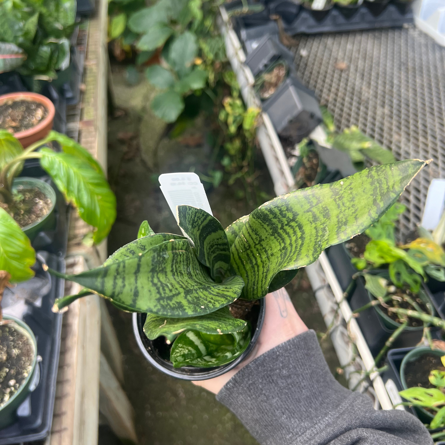 Sansevieria Robusta