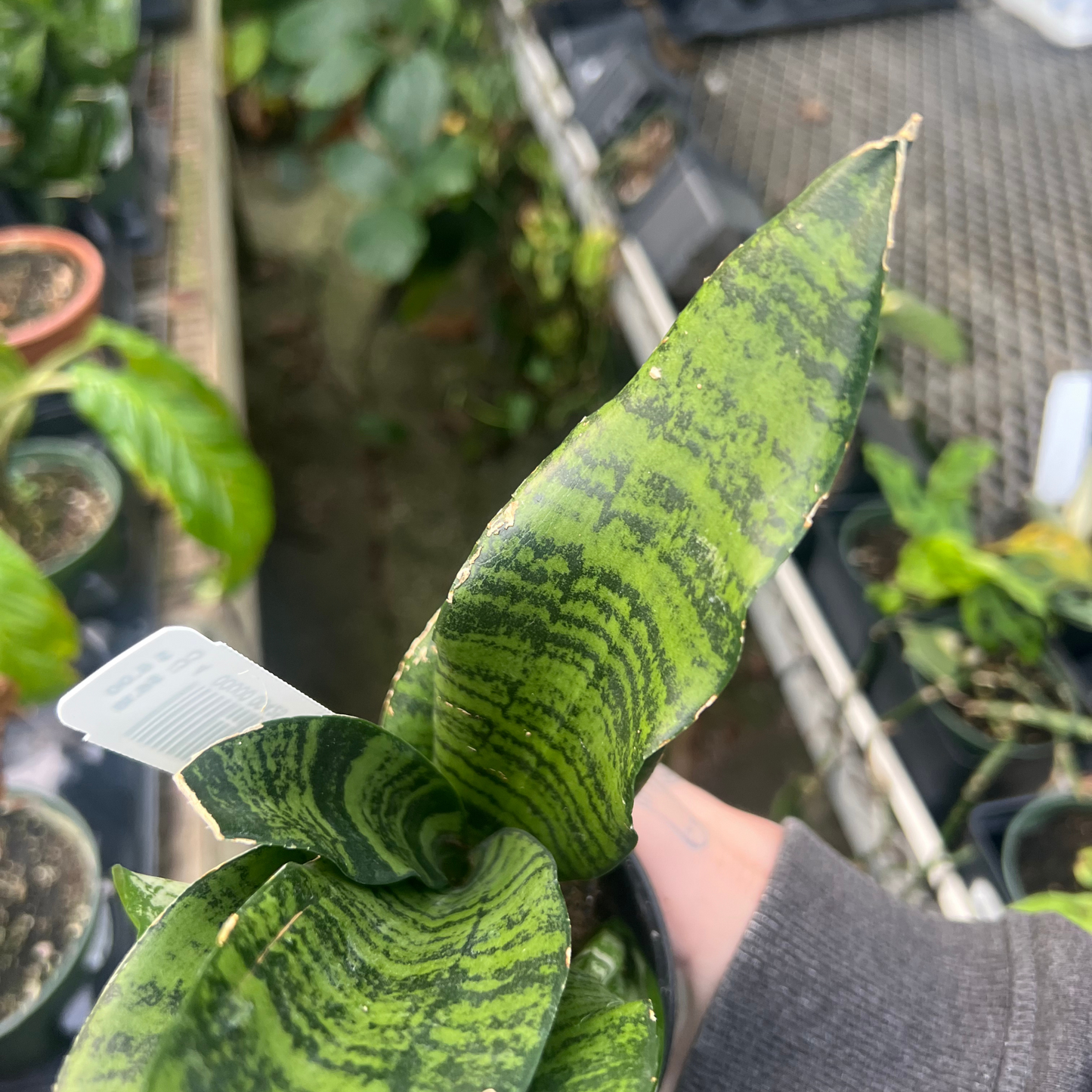 Sansevieria Robusta