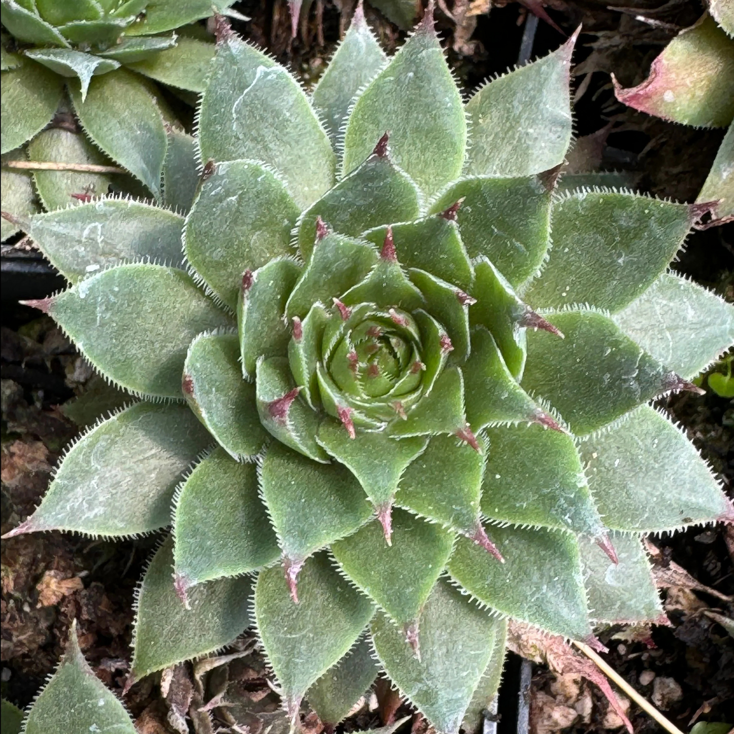 Sempervivum Silverine