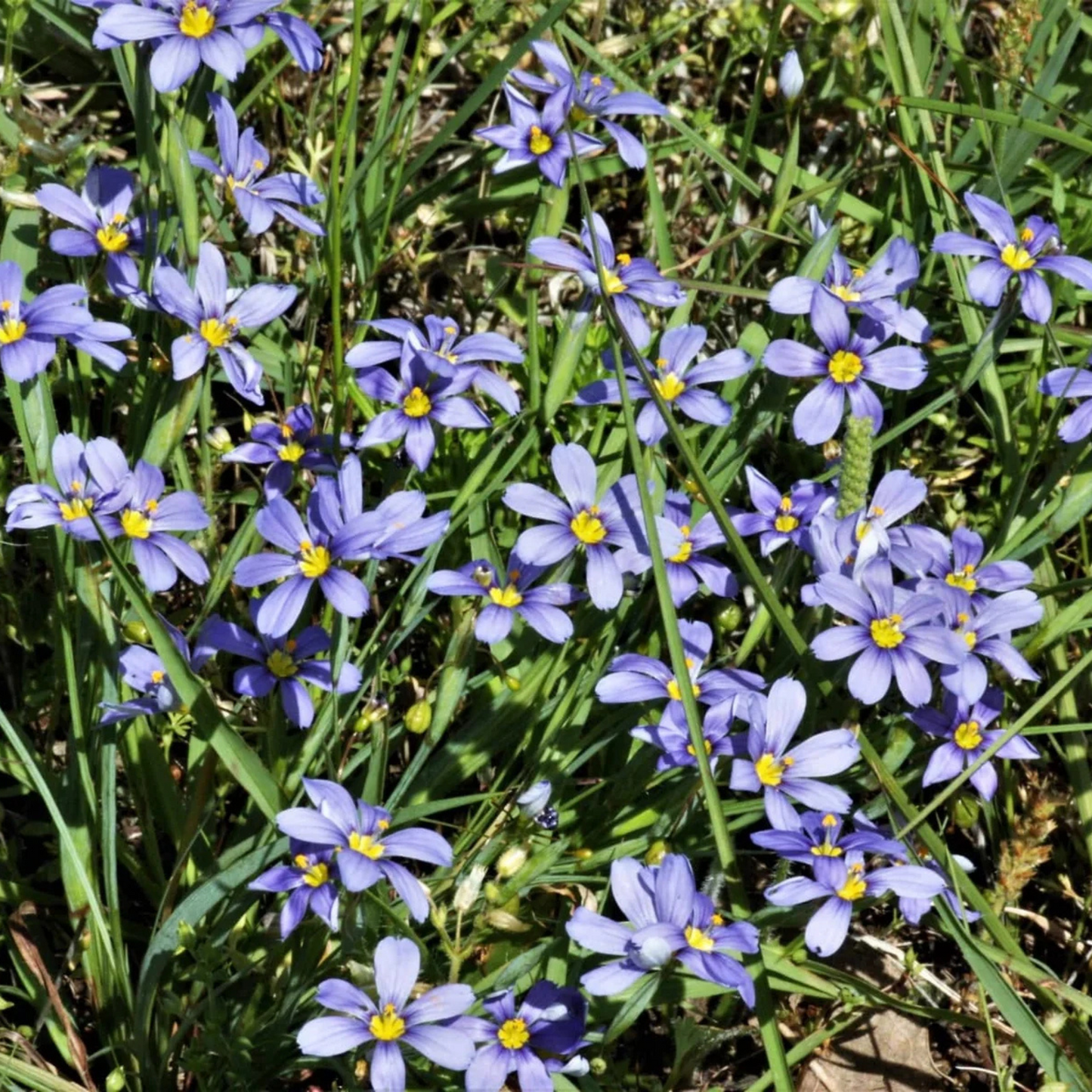 Moody Blues Blue-Eyed Grass