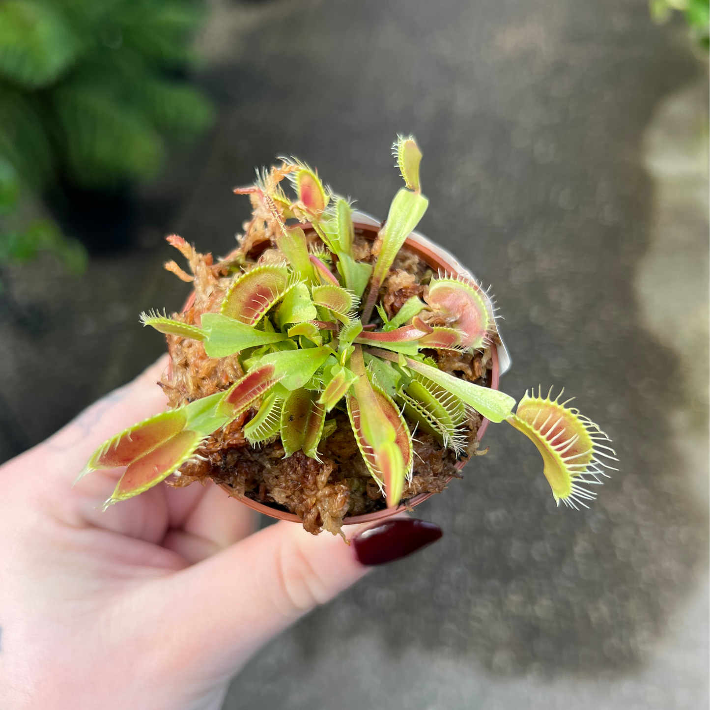 Venus Flytrap