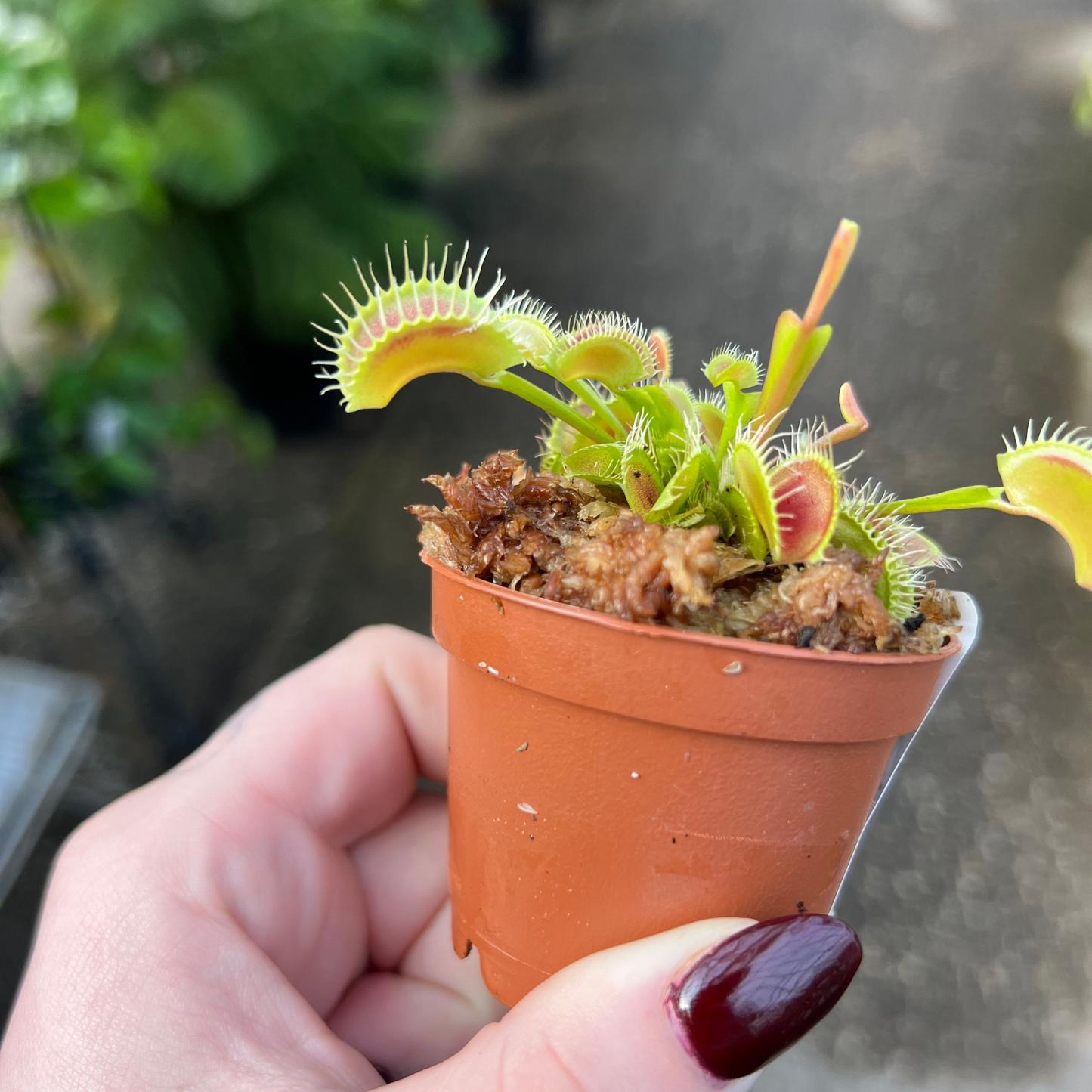 Venus Flytrap