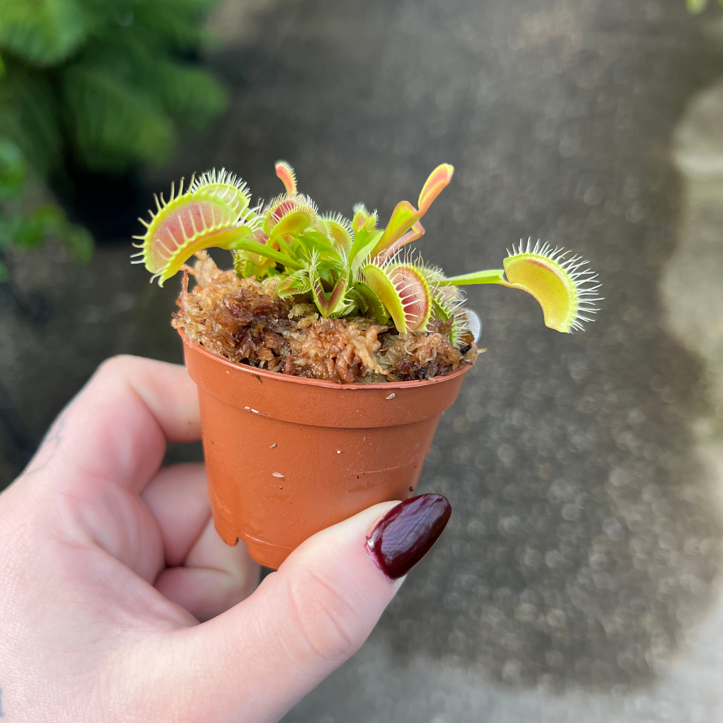 Venus Flytrap