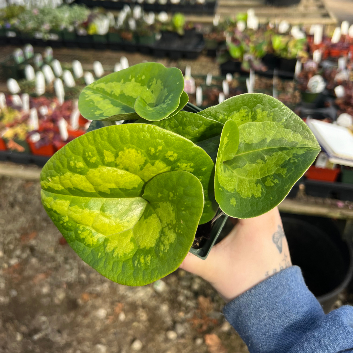 Asarum maximum 'Ling Ling'