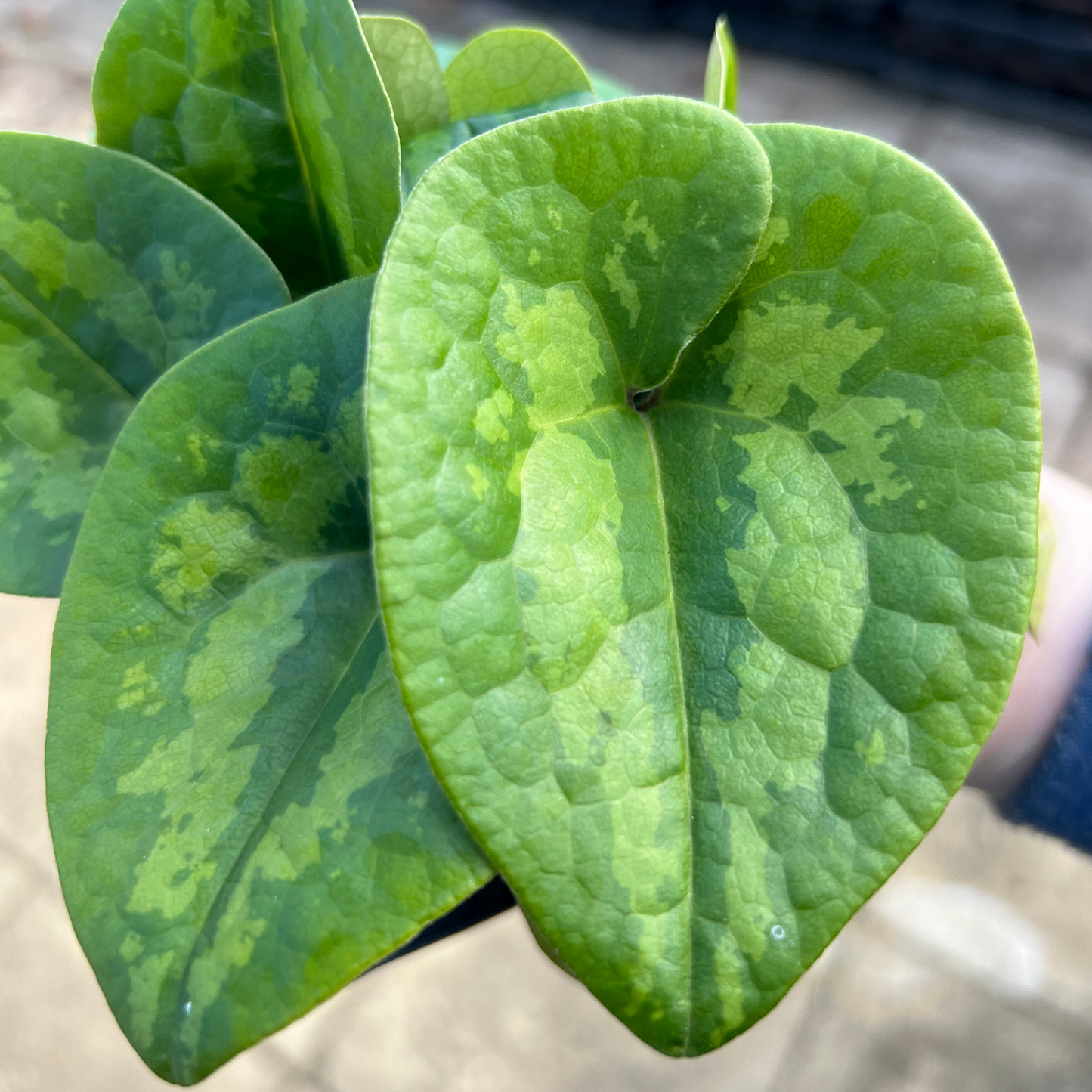 Asarum maximum 'Ling Ling'