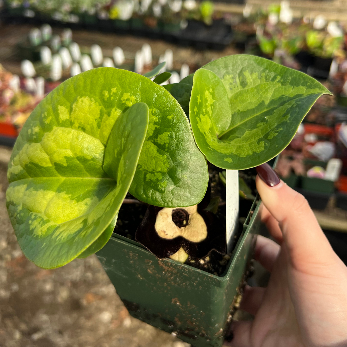 Asarum maximum 'Ling Ling'