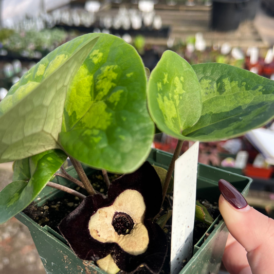 Asarum maximum 'Ling Ling'