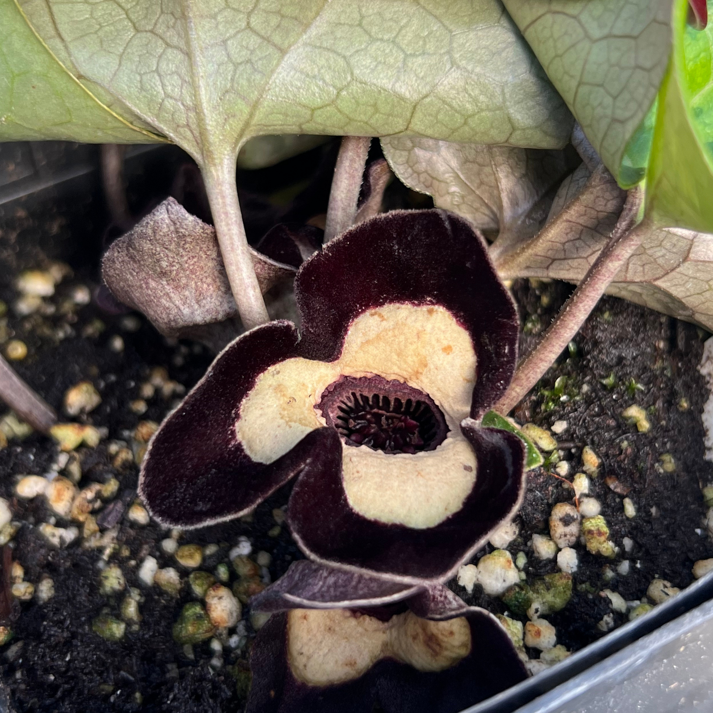 Asarum maximum 'Ling Ling'