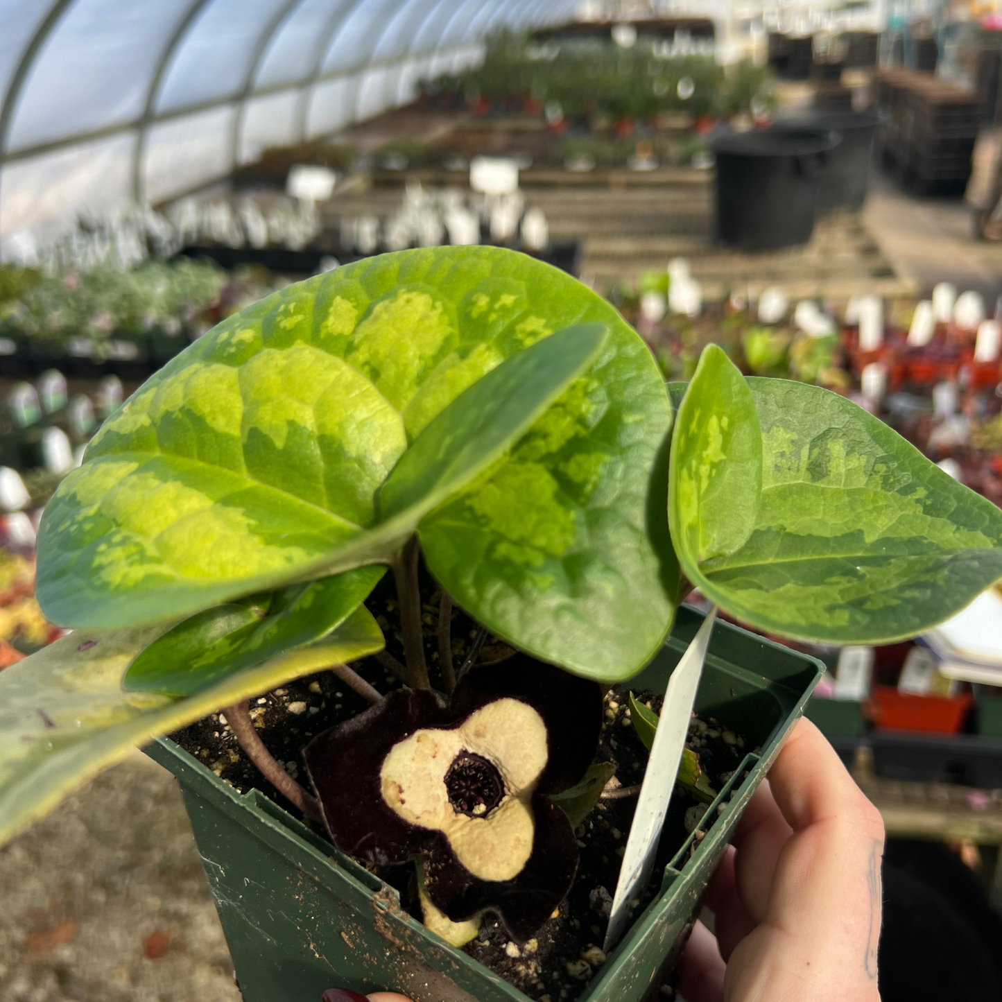 Asarum maximum 'Ling Ling'