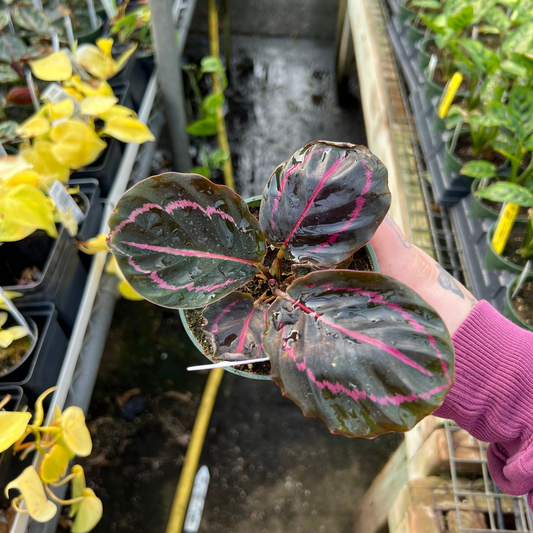 Calathea Dottie