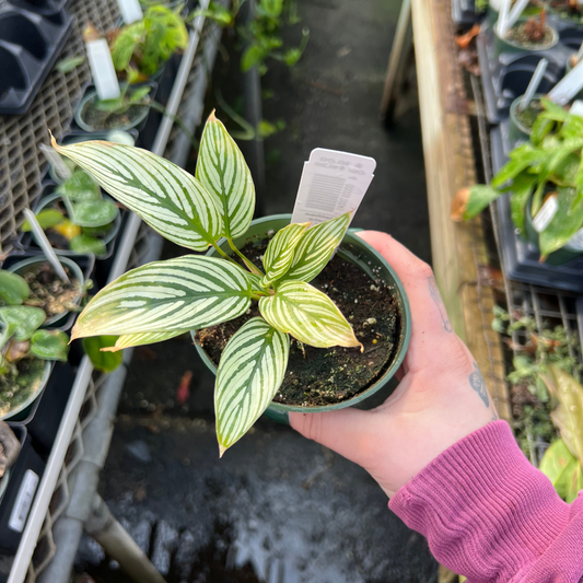 Calathea Vittata