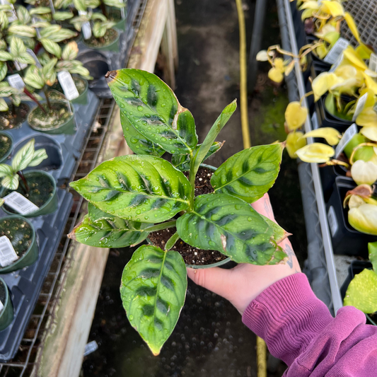 Calathea Leopardina