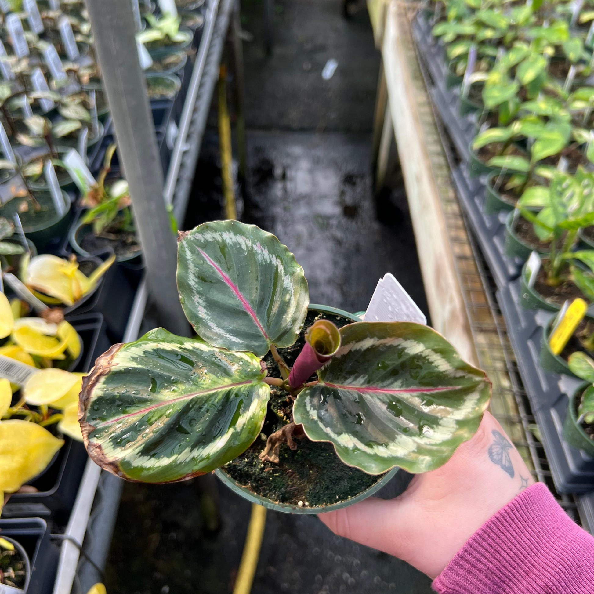 prayer plant calathea medallion Calathea Medallion