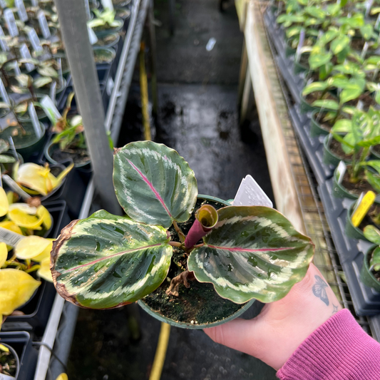 Calathea Medallion