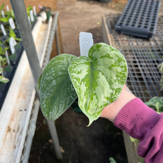 Scindapsus Pictus Silver Satin