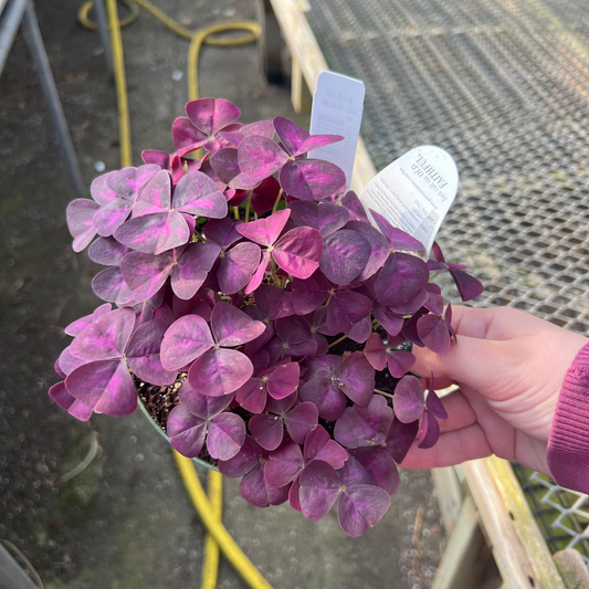 Oxalis triangularis 'Ebony Allure'