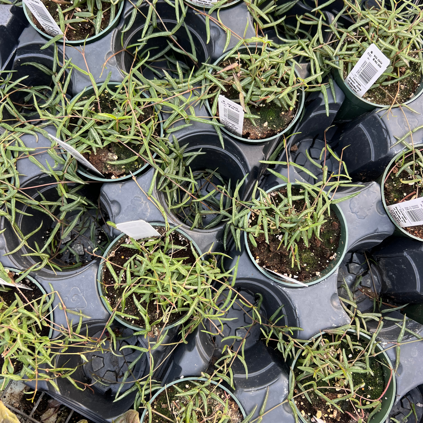 Ceropegia linearis 'String of Needles'