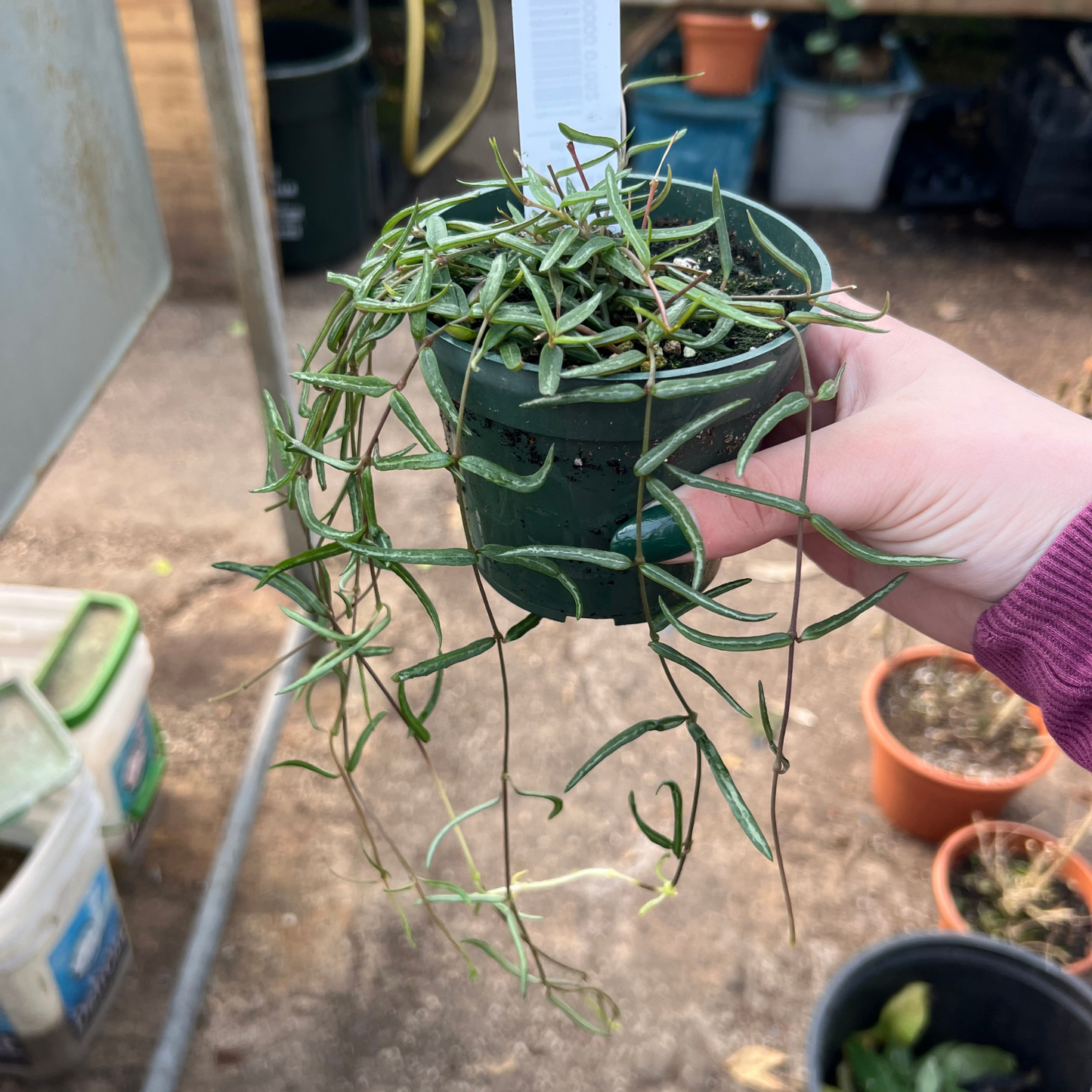 Ceropegia linearis 'String of Needles'