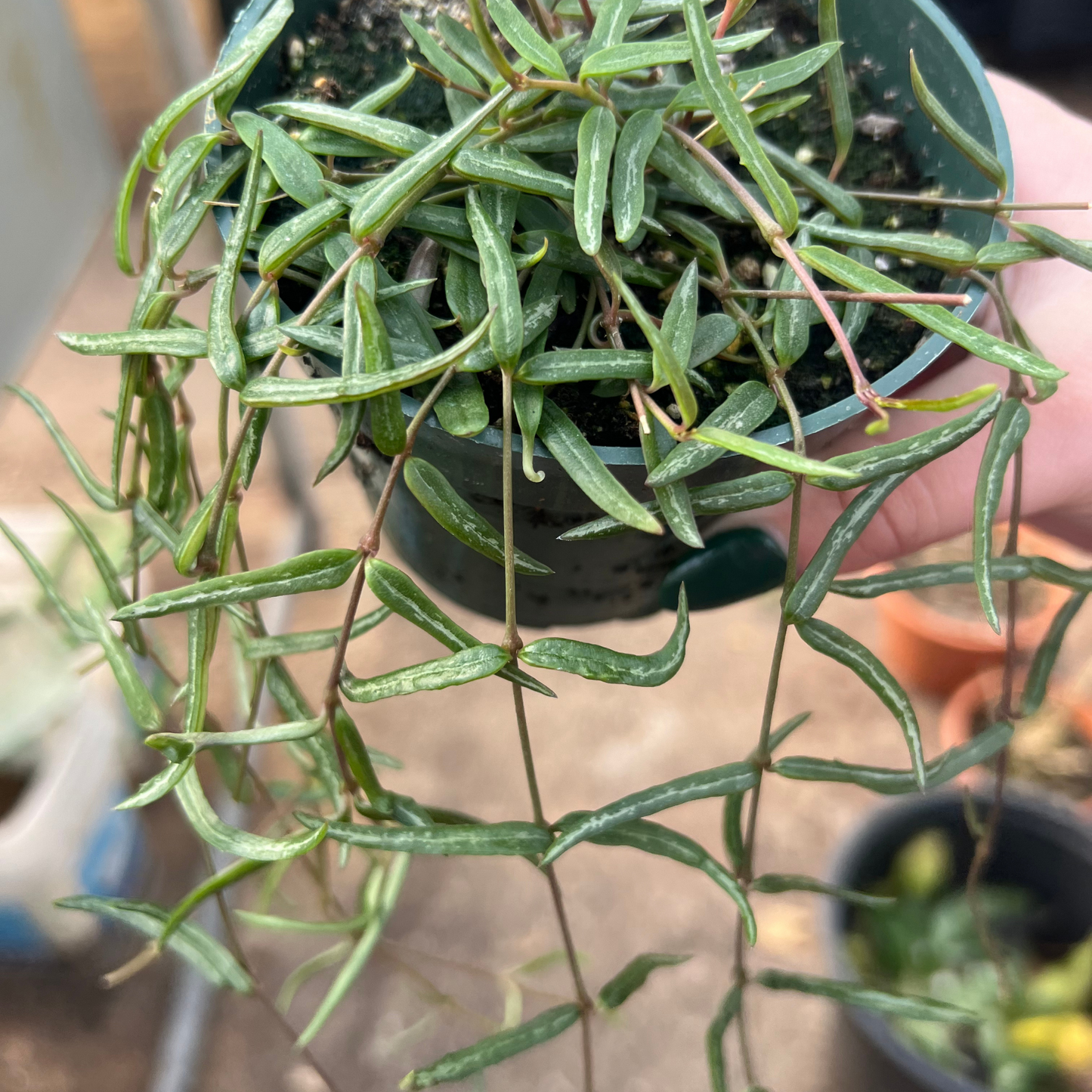 Ceropegia linearis 'String of Needles'