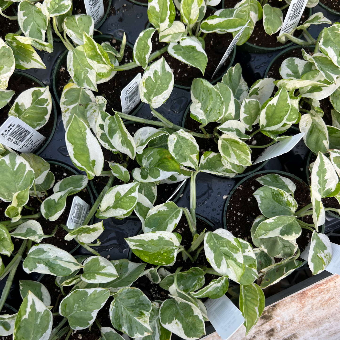 Epipremnum aureum 'N Joy'