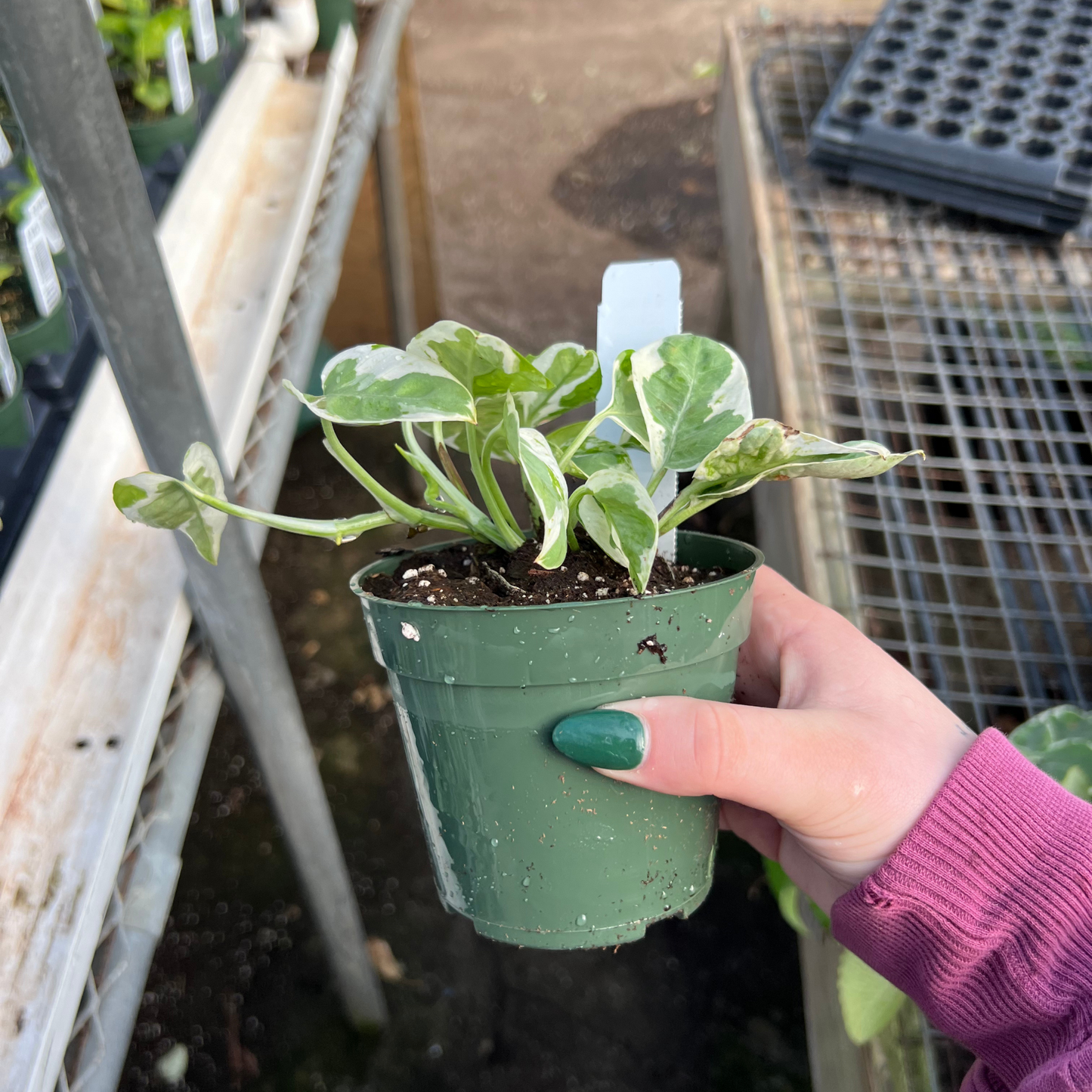 Epipremnum aureum 'N Joy'