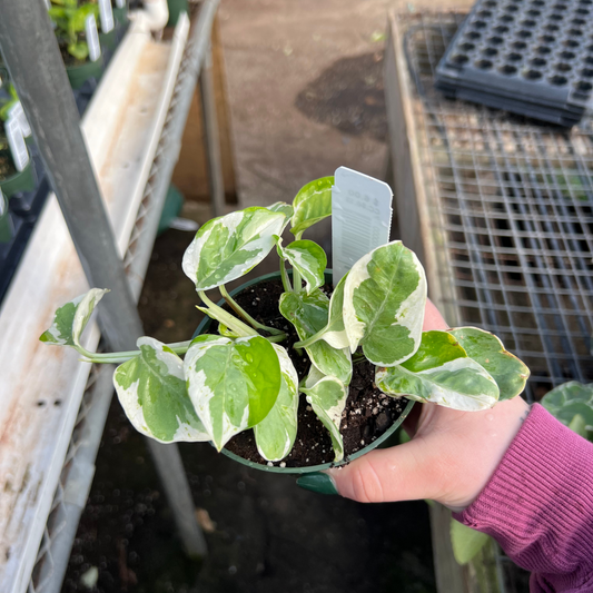 Epipremnum aureum 'N Joy'