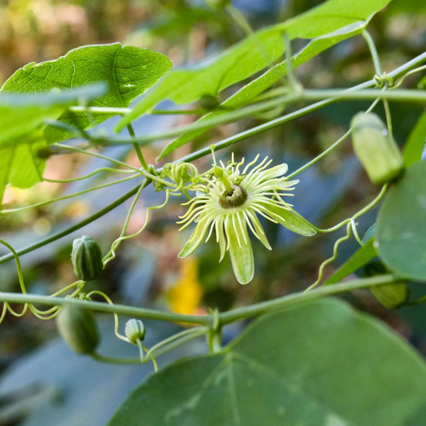 Passiflora 'Yellow'
