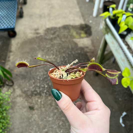 Dionaea muscipula 'Akai Ryu'