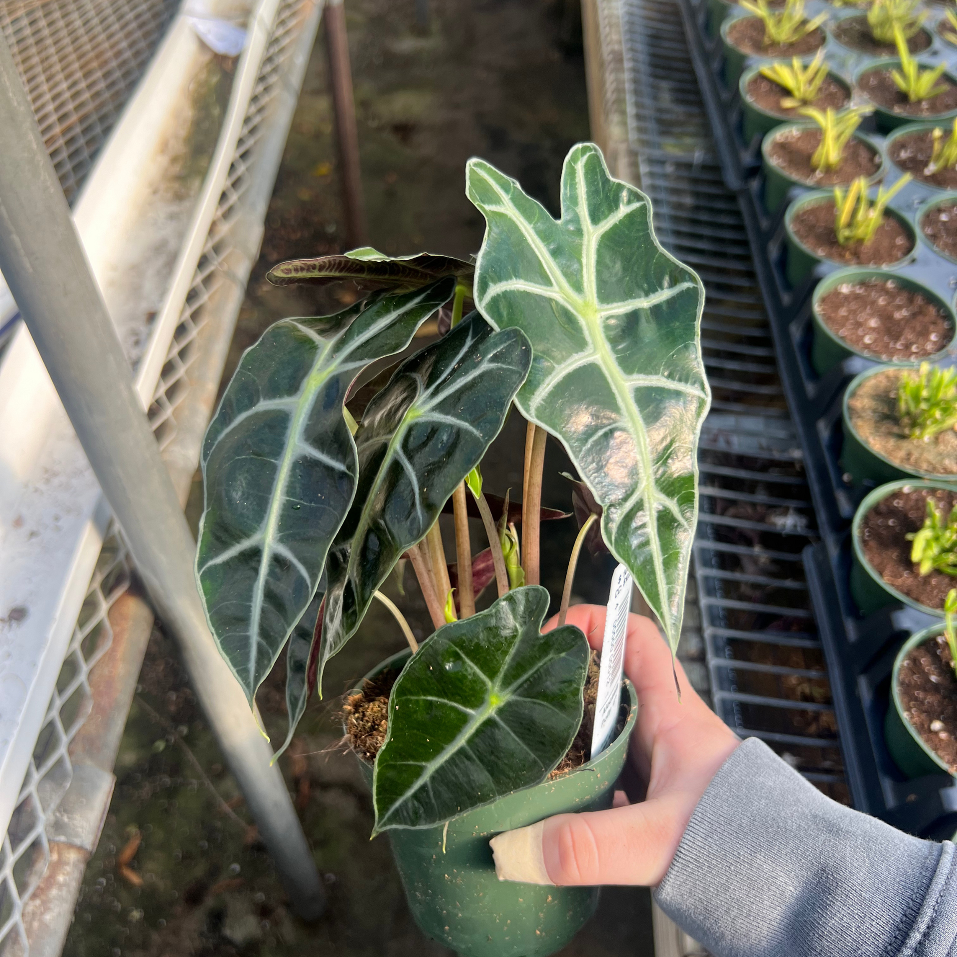 Alocasia Polly, 4