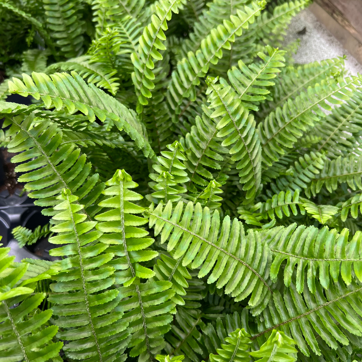 Hawaiian Sword Fern