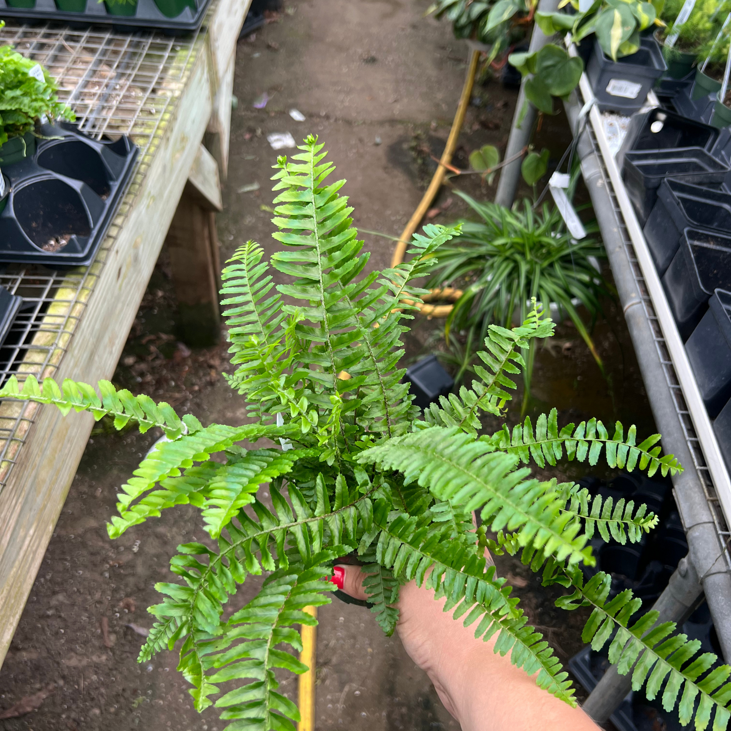 Hawaiian Sword Fern