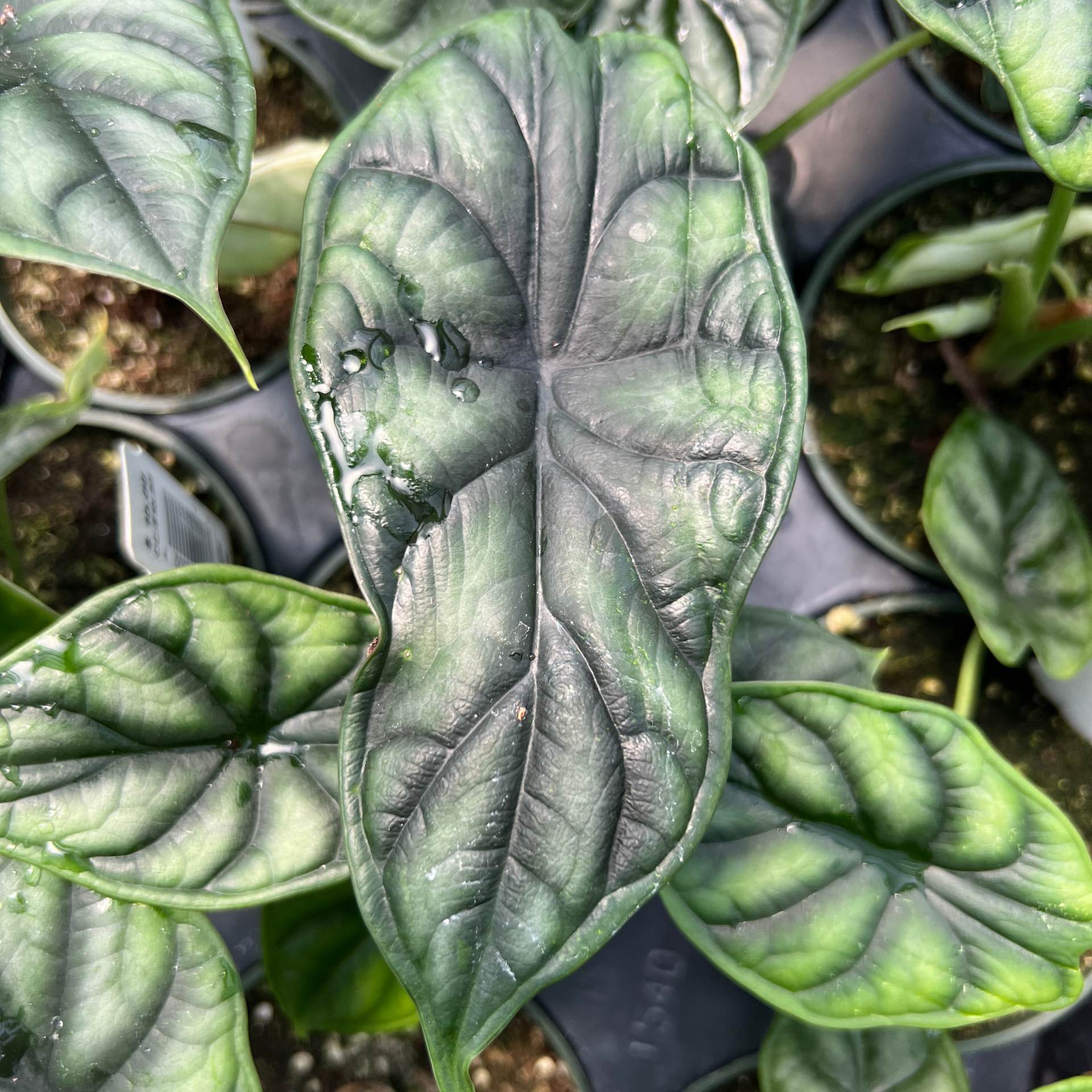 『SALE』Alocasia Dragon Scale var (TC) 2-3 Alocasia Dragon Scale – Fantastic Gardens